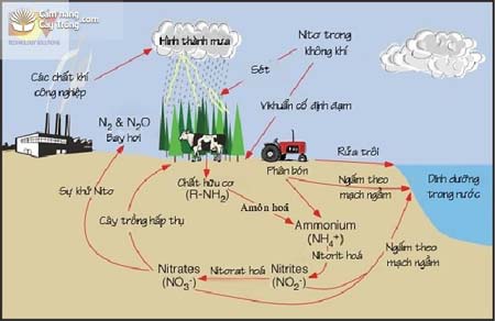 Dinh Dưỡng Đa Lượng: Đạm (Nitrogen) đối với cây trồng